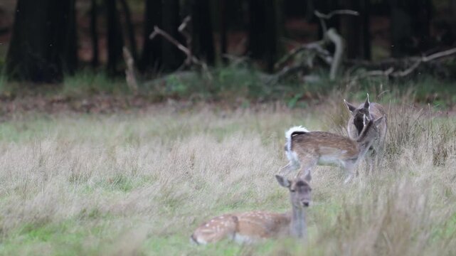 A fallow deer mother lets her fawn suckle and grooms its coat in a forest meadow, autumn, (dama dama), muensterland, germany