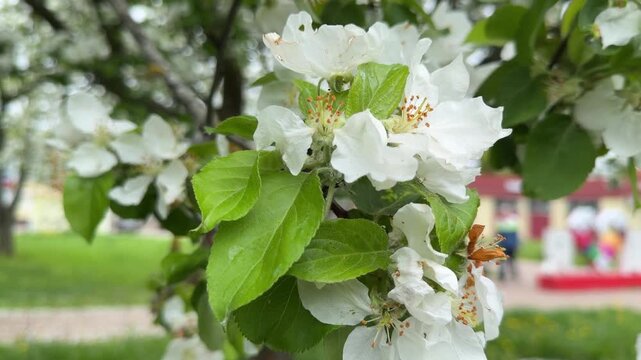Close-up of a flowering apple tree branch with white flowers in a city garden in spring