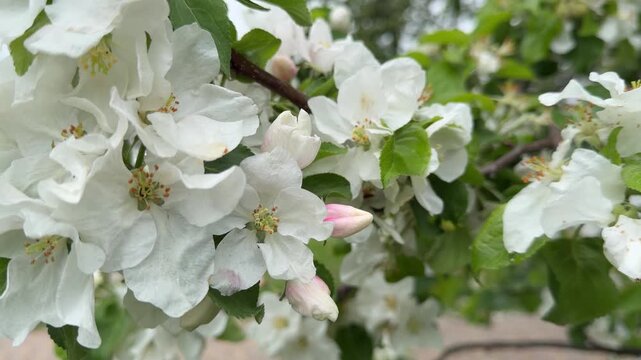 White flowers of an apple tree in a city garden in spring
