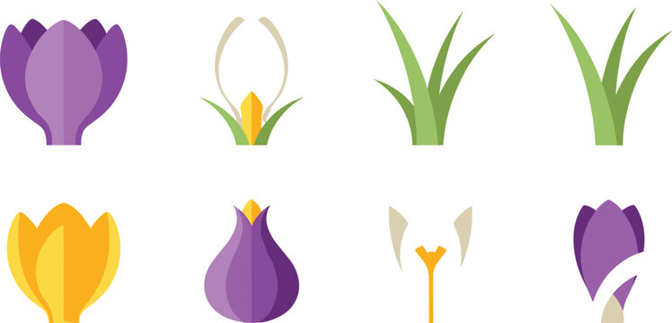 Flat purple and yellow crocus flower icon set with green grass leaves isolated on white background vector illustration.
