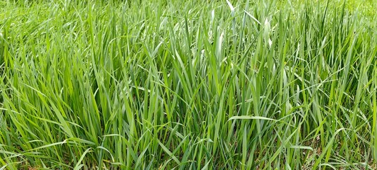 Fototapeta premium Green grass in the meadow, natural background.