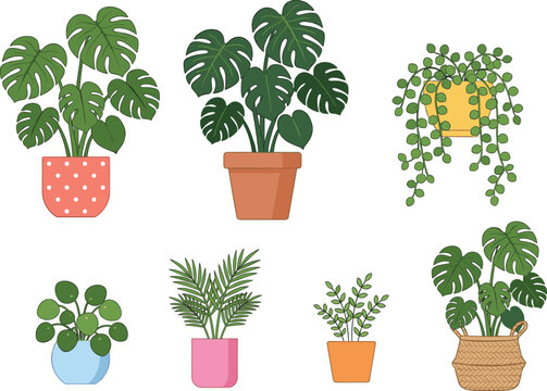 Collection of various indoor houseplants in decorative pots including monstera deliciosa string of pearls and pilea flat vector illustration