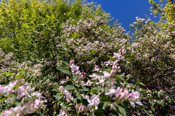 Obraz premium a shrub with red and white flowers in spring, soft focus