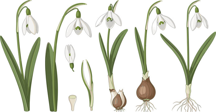 Botanical snowdrop flower set with galanthus bulbs stems and petals isolated on white background for spring design projects.