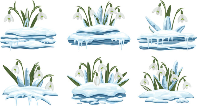 White snowdrop flowers emerging from winter snow and icicles set isolated on white background for spring season.