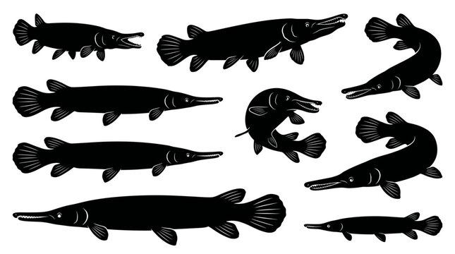Back and white vector silhouette set of Alligator Gar.