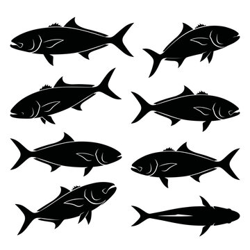 Black and white vector silhouette set of Amberjack