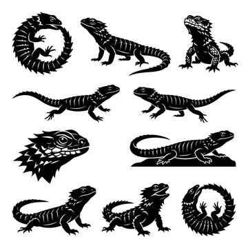 Black and white vector silhouette set of Armadillo Lizard