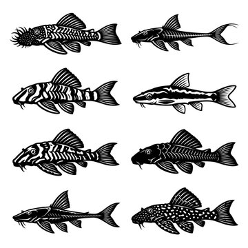 Black and white vector silhouette set of Armored Catfish.