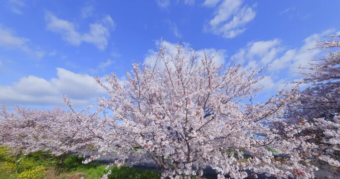 青空に映える満開の桜並木
