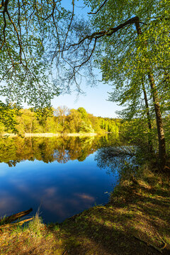 B&auml;ume am Nebelsee im Fr&uuml;hling in L&auml;rz