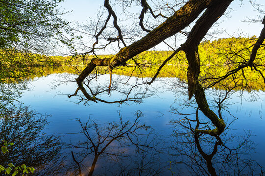 B&auml;ume am Nebelsee im Fr&uuml;hling in L&auml;rz