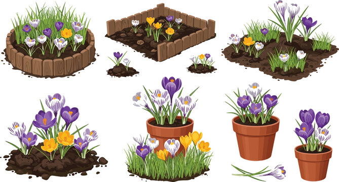Colorful spring crocus flowers in garden pots and wooden flowerbeds set isolated on white background vector illustration.