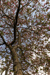 Fototapeta premium numerous beautiful cherry buds and flowers on the branches of a tree in an orchard in the warm spring season