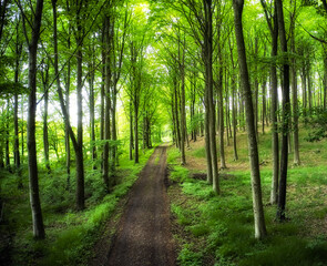 Obraz premium Landscape, forest and trees with path, nature or trunk for sustainability with environment in spring. Ecosystem, plants and dirt road for eco friendly agroforestry, woods or organic timber production