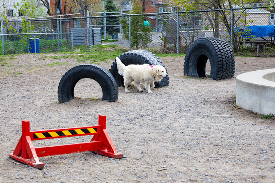 Cute sturdy cream golden retriever walking in fenced dog park among tires and other toys, Rosemont borough, Montreal, Quebec, Canada