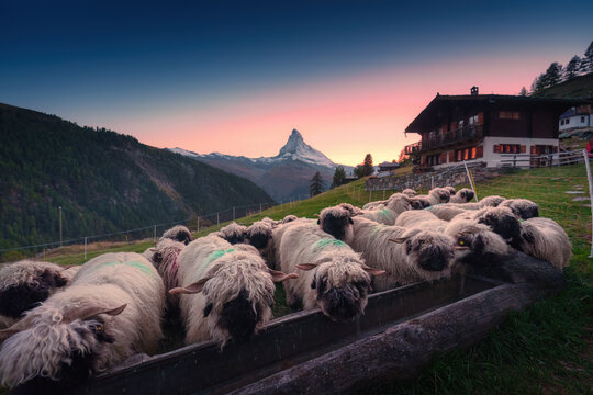 Valais Blacknose sheep with matterhorn mountain and chalet on hill in Switzerland
