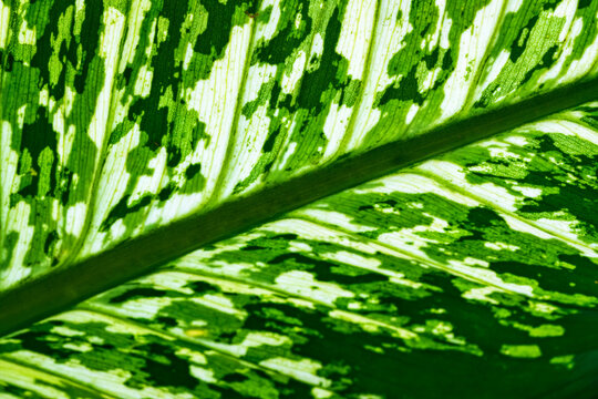 Closeup tropical Dumb Cane plant foliage with natural detail pattern and sunlight