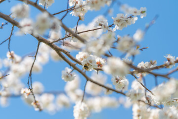 Fototapeta premium White flowers bloom above. Canopy of white blossoms emerges beneath vibrant sky. Intertwined branches host blooming white flowers against colorful spring sky backdrop