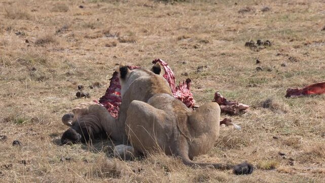 Female lion eating a wildebeest, 