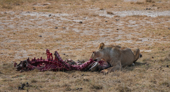 Wildebeest carcus and female lion feeding