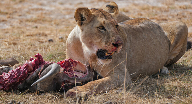 A lioness with a wildebeest