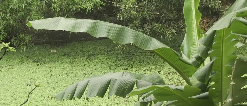 Large green banana leaves in a lush tropical environment with pond covered in green algae