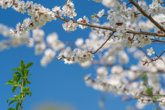 White blossoms with new green shoot emerging, symbolic new growth and sustainability with vibrant contrast, tailored for eco campaigns and environmental storytelling