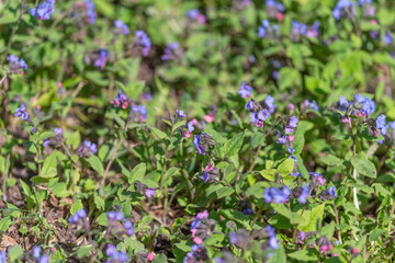 Obraz premium Bright blue blossoms. Pollinatorattracting spring flower bed. Vivid blue blooms thrive in sunny grassland. Colorful flower patch attracts bees and butterflies in springtime