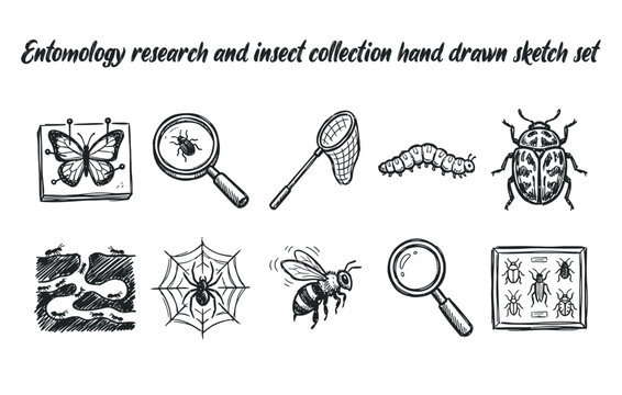 Entomology research equipment and diverse insect collection sketch graphics