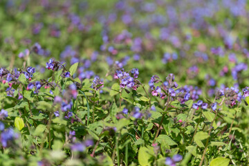 Fototapeta premium Close view of purple flowers with water droplets and soft background. Magnified image showcasing dewcovered purple blossoms against blurred leafy background for botanical study