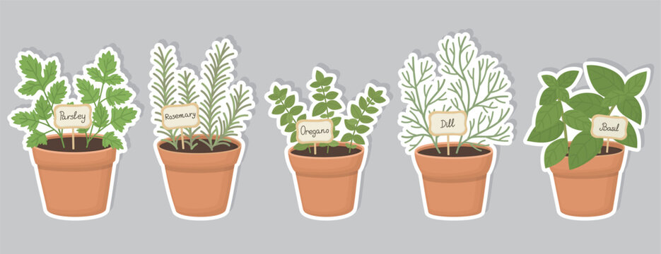 Sticker pack with five potted herb plants isolated on gray background. Illustrsion of parsley, rosemary, oregano, dill and basil, each labeled with small sign.