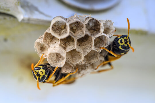 Two wasps on a small nest with eggs visible inside the cells.