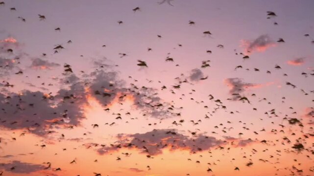 Massive swarm of locusts flying across a vibrant evening sky with scattered clouds during a beautiful sunset, dynamic nature footage showing a pest invasion.