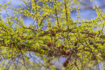 Fototapeta premium Larch canopy captured for field study, dense clusters of tiny cones and emerging buds, blurred blue sky backdrop, observational mood suited for ecology notes and forestry reports
