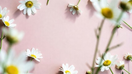 Obraz premium Daisy flowers scattered across soft pink paper backdrop