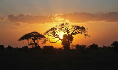 Golden hour in Amboseli national park in Africa © Annmarie