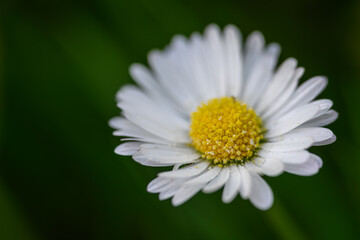 Macro detail of a daisy flower center. © lapis2380