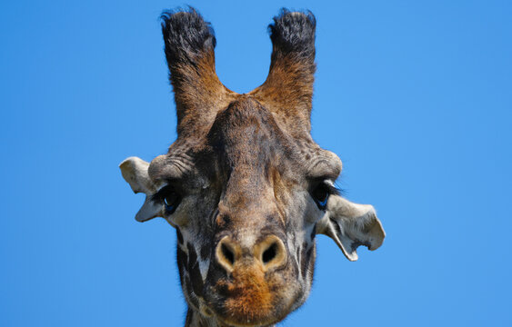 Giraffe up close