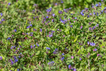 Fototapeta premium Closeup study of tiny flowers shallow depth, sharp foreground, soft background, green stems, botanical researcher reference for floristic cataloging and texture design