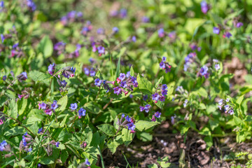 Obraz premium Purple blossoms attract bees. Bright purple flowers draw pollinating insects naturally. Vivid purple flower clump entices pollinators amidst sunlit stems and budding growth
