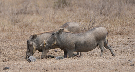 Warthogs grazing in Africa © Annmarie