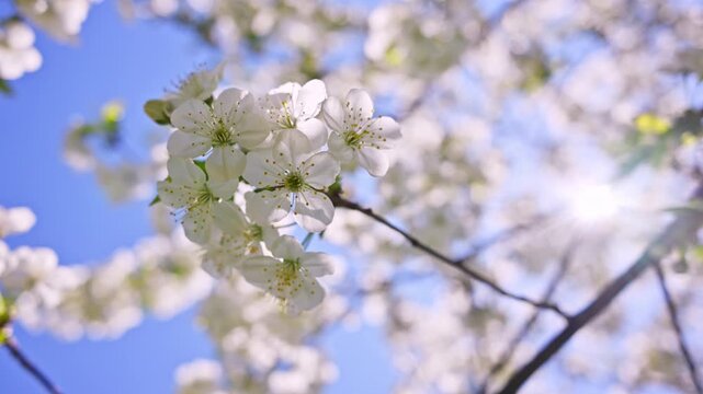 White cherry blossoms bloom against clear blue sky. Sunlight glints softly through delicate petals. Bee flies near flower cluster. Branches stretch upward in springtime