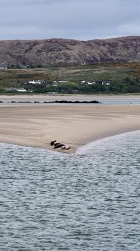 Seals resting in Gweebarra bay by Portnoo - County Donegal, Ireland