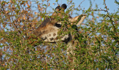 A giraffe hiding in the acacia © Annmarie