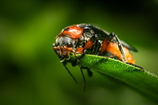 Macro of a red and black soldier beetle (Cantharis sp.) on a hairy green leaf. High detail, sharp focus on head, pronotum, and legs, soft green bokeh background. Nature and wildlife concept.