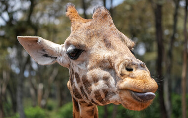 Obraz premium A Giraffe Sticking its tonge out