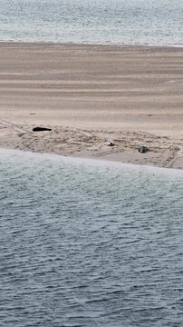 Seals resting in Gweebarra bay by Portnoo - County Donegal, Ireland
