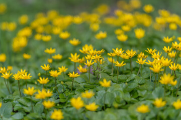 Fototapeta premium Mindful meadow scene with lowgrowing yellow celandine creating soft visual field for wellness branding, mindfulness practice images, and biophilic design concepts