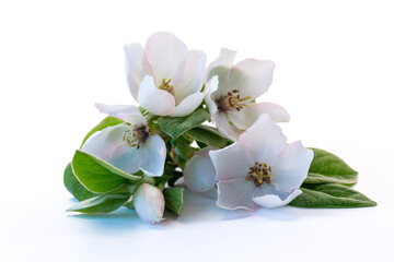 Fototapeta premium Delicate quince blooms arranged on bright white background